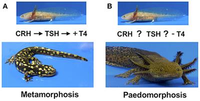 axolotl hormone thyroid development frontiersin model metamorphosis salamander dependent rediscovering fendo